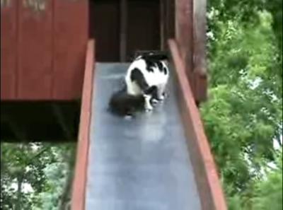 愛らしい子猫のお尻に悶絶!滑り落ちる子猫を助ける母猫