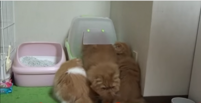 新しいのはよーくチェックしなくちゃ!