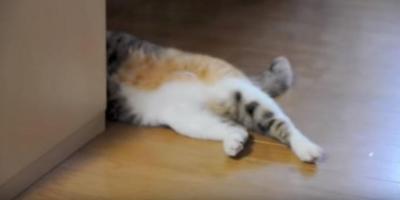 あれ?壁がない?猫が壁によりかかろうとすると
