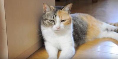 あれ?壁がない?猫が壁によりかかろうとすると