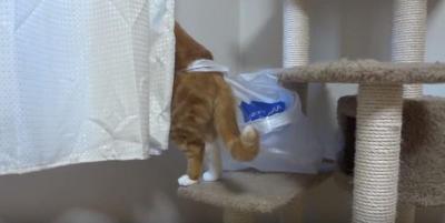 袋が外れない!猫の好奇心が大惨事に