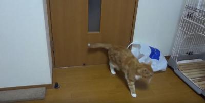 袋が外れない!猫の好奇心が大惨事に