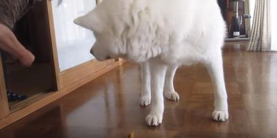 いつもは入れない仏間に秋田犬のげんきくん参上!
