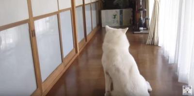 いつもは入れない仏間に秋田犬のげんきくん参上!