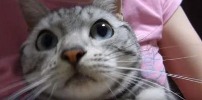 猫がワン!と泣いた理由は?