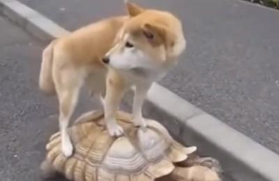 亀の背中に乗って犬も一緒にお散歩