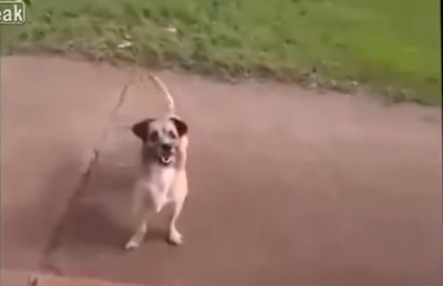 感動!全力で救急車を追いかける犬。中には飼い主が・・・