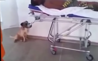 感動!全力で救急車を追いかける犬。中には飼い主が・・・