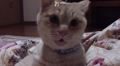 飼い主さんの猫声がリアル過ぎて飼い猫が怒る