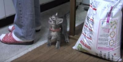 早くご飯ちょうだい!必死に訴える子猫が可愛い