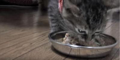 早くご飯ちょうだい!必死に訴える子猫が可愛い