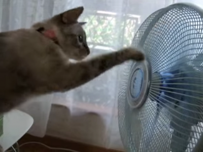 クルクル頭までクルクル。扇風機の前に張り付く猫