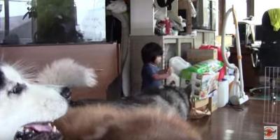 心優しいハスキー犬アリスが子供を守る姿に癒やされます