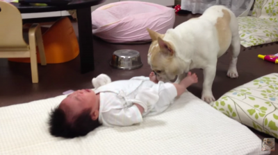 赤ちゃんを泣き止ます賢いフレンチブルドッグのミルコ