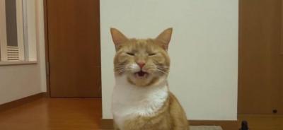 自分のお尻が臭い!猫の表情がとっても豊か