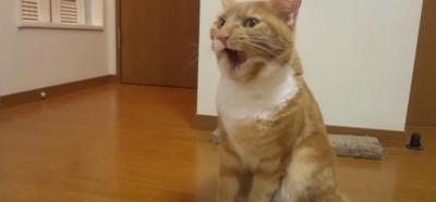 自分のお尻が臭い!猫の表情がとっても豊か