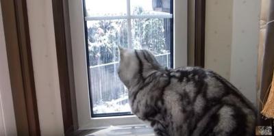 窓から見えた落雪にビックリした表情が可愛すぎる猫
