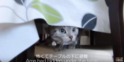 窓から見えた落雪にビックリした表情が可愛すぎる猫