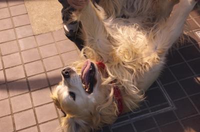 あなたの愛犬が頻繁に体をかいてたら要注意!