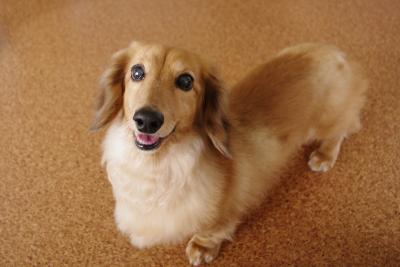 あなたの愛犬が頻繁に体をかいてたら要注意!
