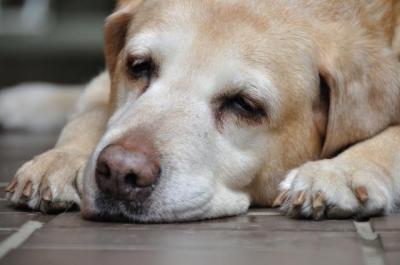 かわいいからこそしつけが必要 犬も飼い主も幸せに暮らすために