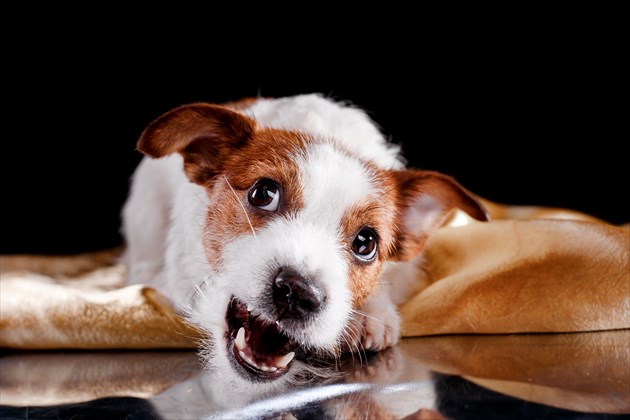 shutterstock_235997806_R