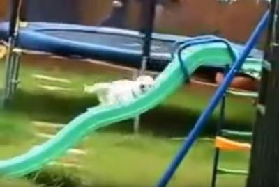 思わず笑ってしまう滑り台に登れない犬