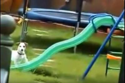思わず笑ってしまう滑り台に登れない犬