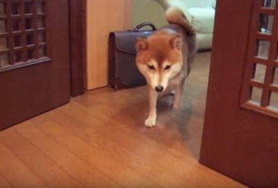 どうしたの?散歩に行こうとしない柴犬