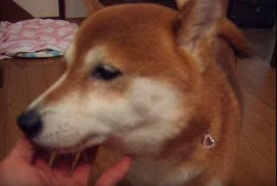 どうしたの?散歩に行こうとしない柴犬