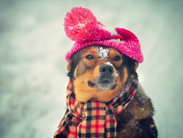 shutterstock_236510752_R
