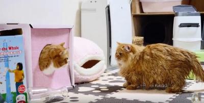 お風呂にゆっくり落ちる猫のマンチカン