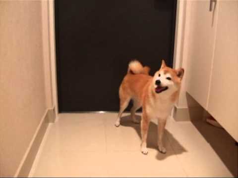 カミナリ!家から逃げたい柴犬