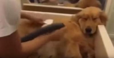 シャンプーもドライヤーも平気なゆとり過ぎの犬
