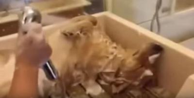 シャンプーもドライヤーも平気なゆとり過ぎの犬