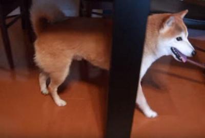 カミナリ!家から逃げたい柴犬