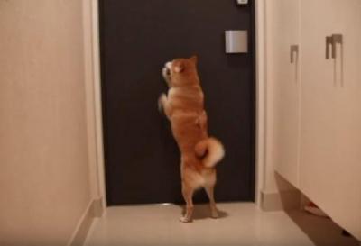 カミナリ!家から逃げたい柴犬