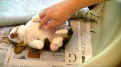 まん丸お腹のビーグルの赤ちゃんにコチョコチョ