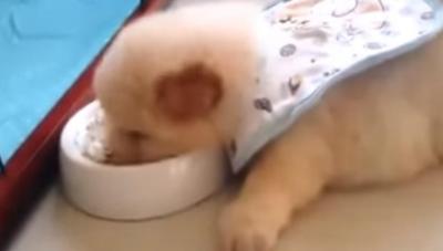 とっても食べにくそう・・。不思議な格好で食事する子犬