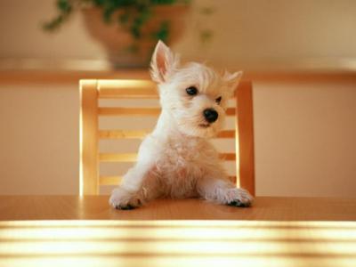 犬の食事について