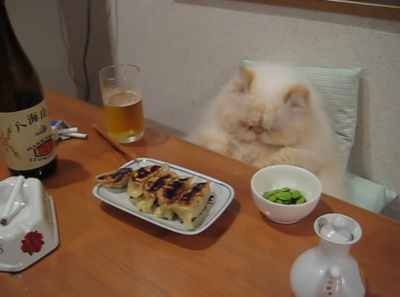 晩酌する姿が貫禄あり過ぎる猫