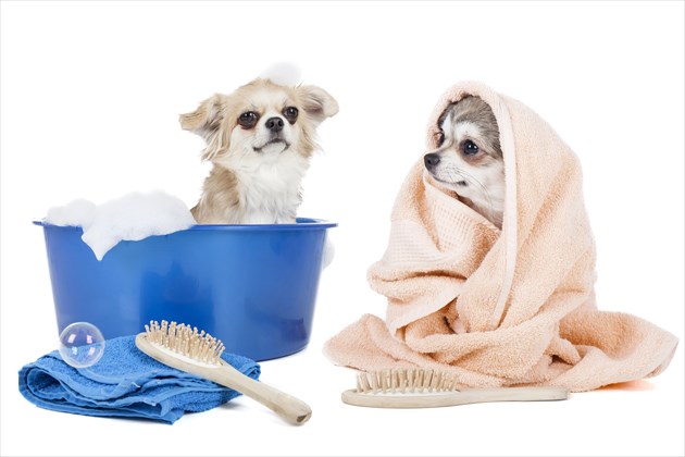 shutterstock_151874597_R