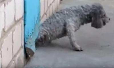 狭い穴から猫が犬を助ける!その方法とは?