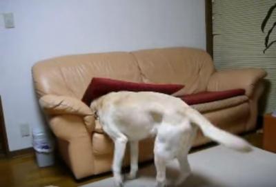 寝る準備が手早いラブラドール犬