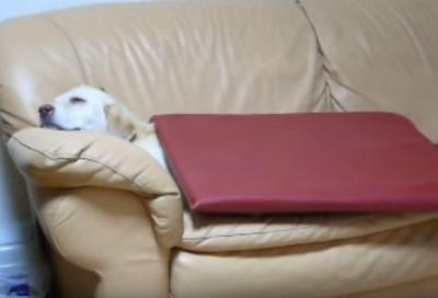 寝る準備が手早いラブラドール犬