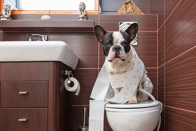 【しつけ:トイレ編】これでバッチリ!犬のトイレトレーニングのポイント