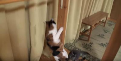何でそこから?落ちてきた猫にビックリする黒猫