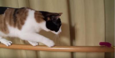 何でそこから?落ちてきた猫にビックリする黒猫