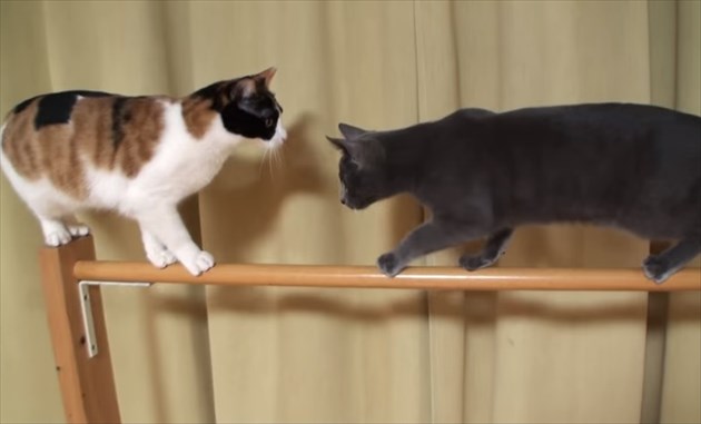 cat2_R
