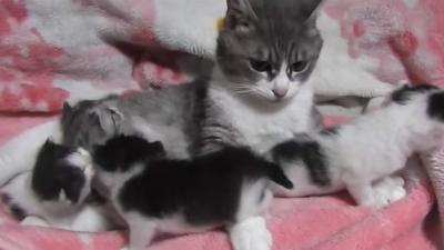 やっぱり子育ては大変!子猫を同時に2匹抱きしめる母猫